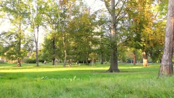 Jesień w parku, drzewa i trawy - Materiał filmowy, wideo