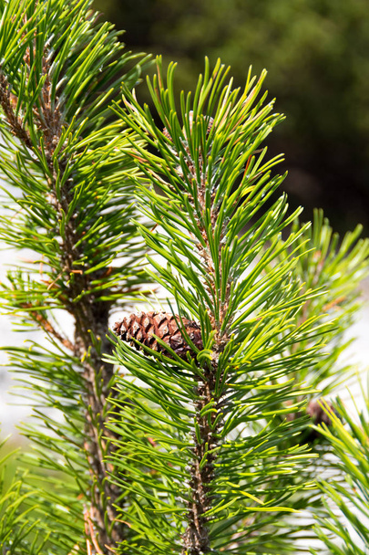 Pine cone on a pine tree, Schladming, Austria, Europe - Photo, Image