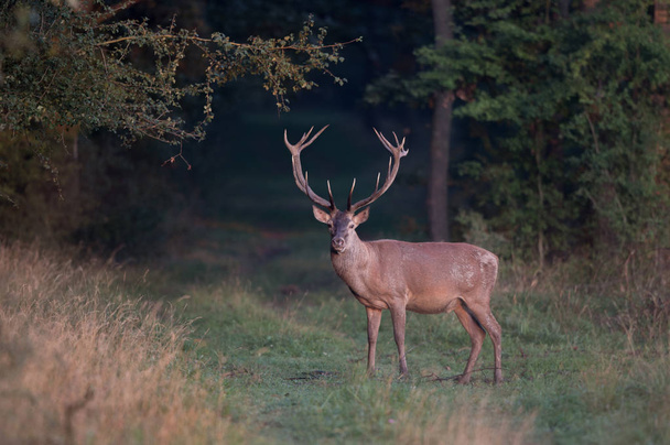 Red deer with antlers standing in front of forest in mating time in autumn - Photo, Image