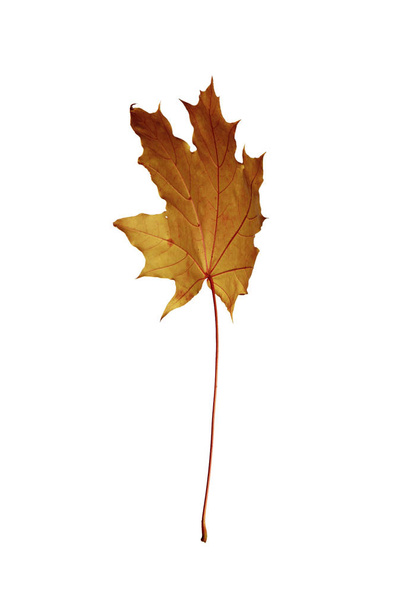 Φθινοπωρινό φύλλο σφενδάμνου απομονωθεί σε λευκό φόντο, όπως έναν γραφικό πόρο. - Φωτογραφία, εικόνα