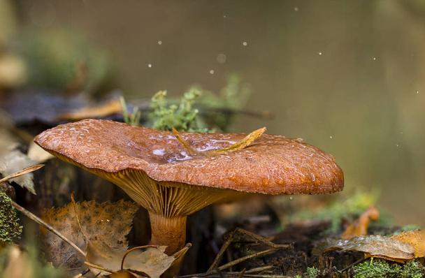 Chanterelle mushroom in the wood, Close-up, valuable edible mushroom - Photo, Image