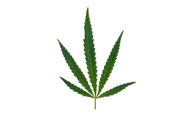 Folha de cannabis verde isolada no fundo branco - Foto, Imagem