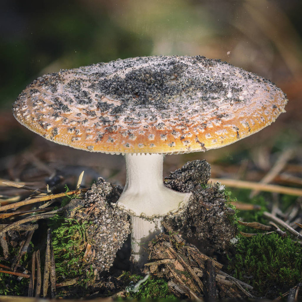 Аманіта мускарія літає агаринові червоні гриби з білими плямами в траві
. - Фото, зображення