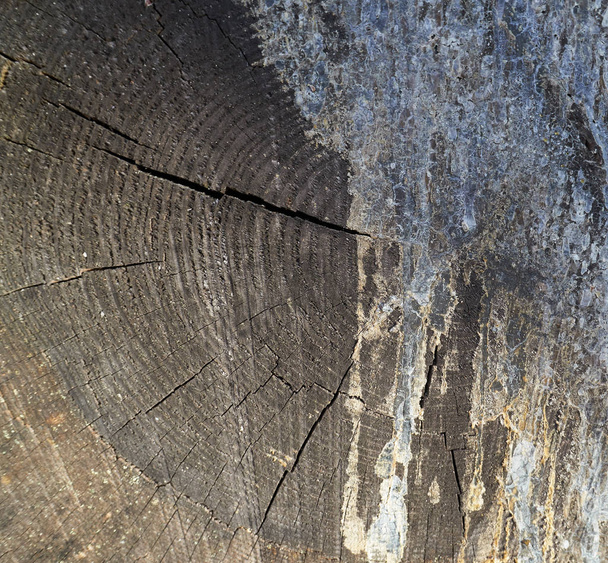 Cross-sectional view of a log cut end wooden texture - Фото, изображение