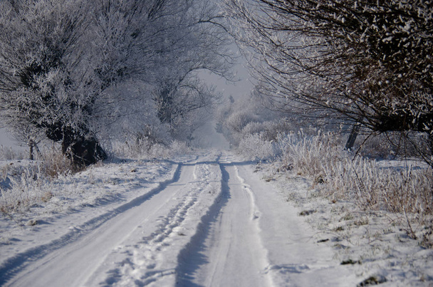 Zimowa droga i drzewa - Zdjęcie, obraz