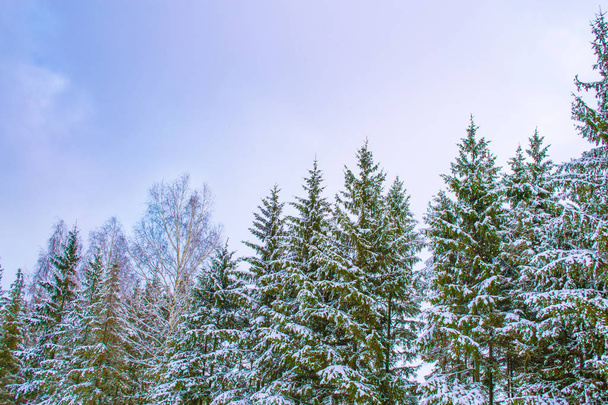 Jäädytetyt talvimetsät ja lumipeitteiset puut. - Valokuva, kuva