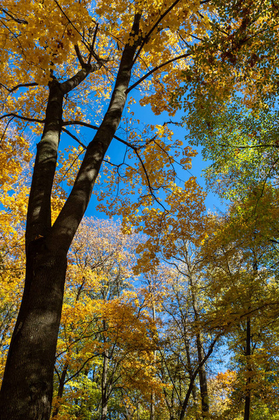 φθινοπωρινά δέντρα και μπλε ουρανός. - Φωτογραφία, εικόνα