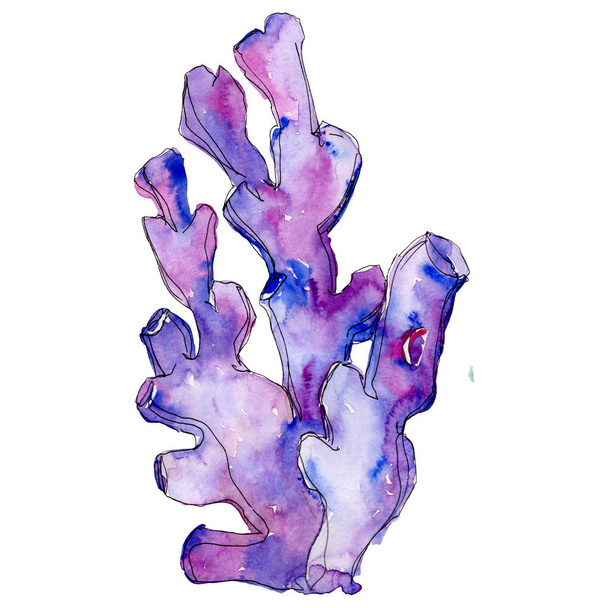 Фіолетовий водяний підводний природний кораловий риф. Ізольований елемент ілюстрації
. - Фото, зображення