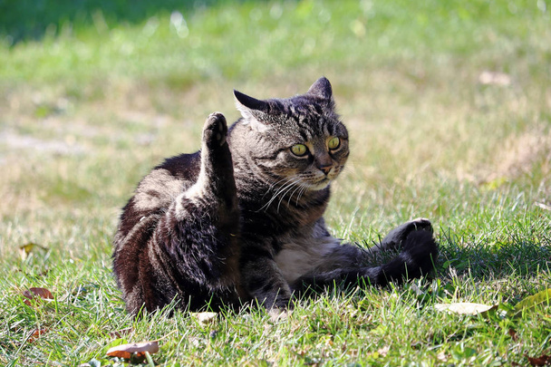 Lustiges Katzenfoto! eine Katze hebt ihre Hinterpfote und sieht lustig aus - Foto, Bild