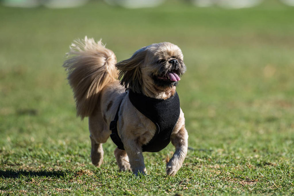 Klaar en schattig hondje steigerende over het park gras dragen een harnas. - Foto, afbeelding