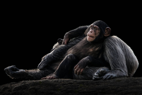 Baby, šimpanz opřenou spící matku - Fotografie, Obrázek