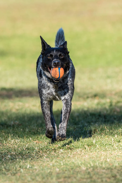 Ενθουσιώδης αυστραλιανή Heeler Shepard μικτή φυλή σκύλου πρόσφατη ευθεία καθώς φέρνει τη μπάλα πίσω σε όλη την χόρτο πάρκο. - Φωτογραφία, εικόνα