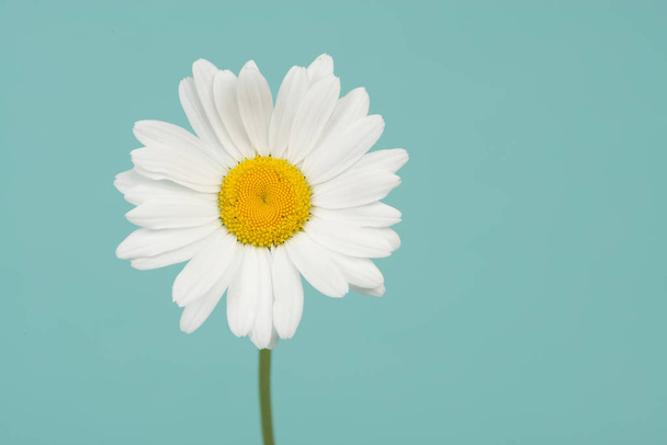 Blooming daisy flower with stem on a turquoise blue background with space for copy - Fotografie, Obrázek