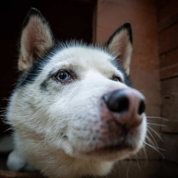 dog breed husky in the park - Zdjęcie, obraz
