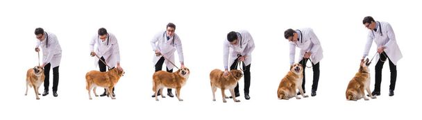 Ветеринар осматривает собаку золотистого ретривера, изолированную на белом
 - Фото, изображение