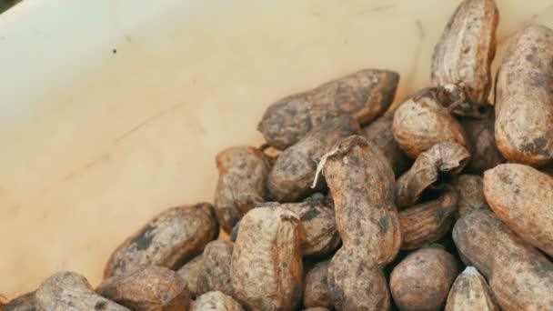 frisch geerntete Erdnüsse aus dem Boden in der Schale. Erdnussernte aus nächster Nähe - Filmmaterial, Video