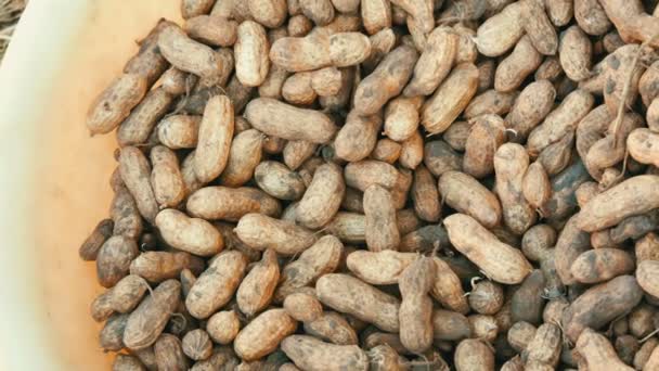 Tuoreita pähkinöitä kuorineen maasta korjattuna. Maapähkinä sato lähikuva zooming
 - Materiaali, video