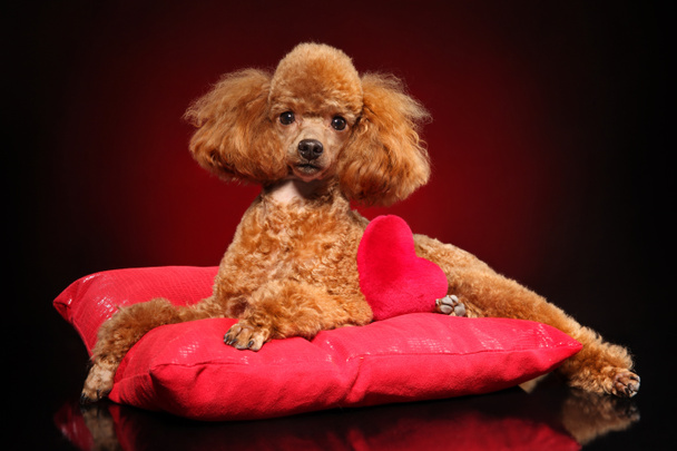 Красивая юная игрушечная пудель лежит на красной подушке
 - Фото, изображение