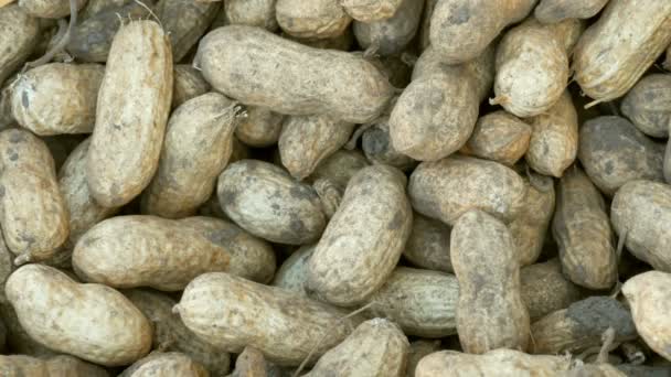 Erdnussernte aus nächster Nähe. frisch geerntete Erdnüsse aus der Erde in der Schale. - Filmmaterial, Video