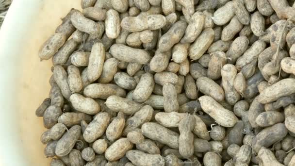 Tuoreita pähkinöitä kuorineen maasta korjattuna. Maapähkinä sato lähikuva näkymä
 - Materiaali, video