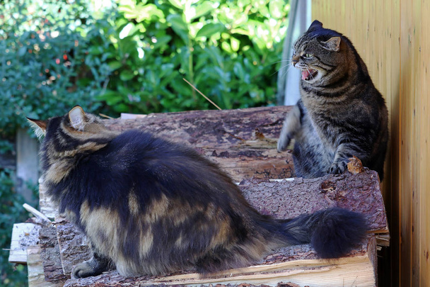 Riitaa kissojen kesken. Kaksi kissaa riitelee ja yksi sihisee. Hauska kissa valokuva sihisevä kissa
 - Valokuva, kuva