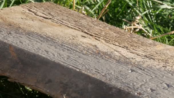 Uomo martellante usato chiodo lungo in vecchie tavole
 - Filmati, video