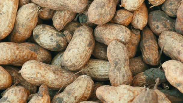 Tuoreita pähkinöitä kuorineen maasta korjattuna. Maapähkinä sato lähikuva näkymä
 - Materiaali, video