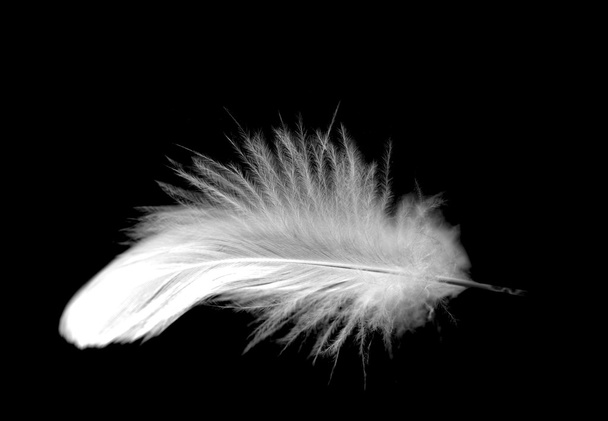 φτερό ενάντια μαύρο - Φωτογραφία, εικόνα