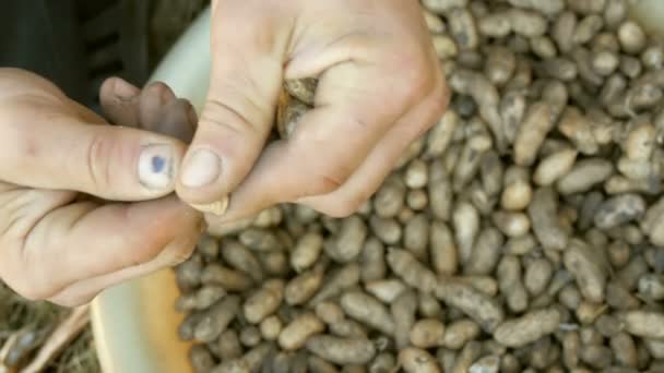 Kaivettu ulos maasta pähkinöitä kuori. Miesten kädet erottavat maapähkinän kuoren siemenistä
. - Materiaali, video