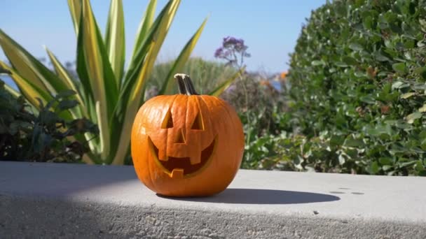 Feliz fondo de verano de calabaza de Halloween en 4K cámara lenta 60fps
 - Metraje, vídeo