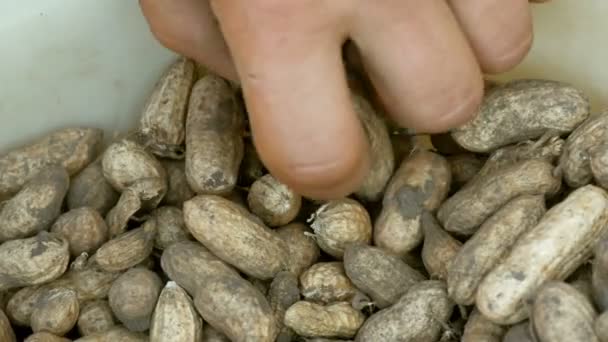 Erdnüsse in einer Schale aus dem Boden gegraben. Männerhände nehmen Erdnüsse - Filmmaterial, Video