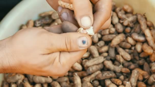 Kaivettu maasta pähkinöitä kuoressa. Miesten kädet erottavat maapähkinän kuoren siemenistä
. - Materiaali, video