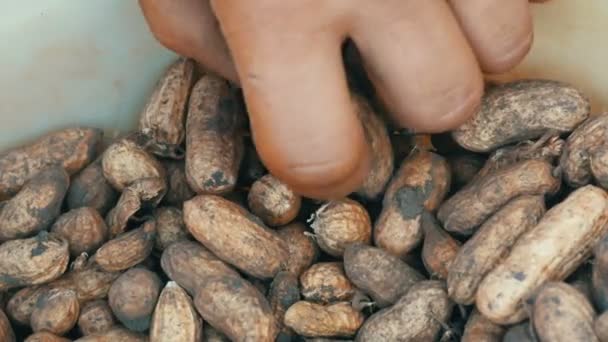 Kaivettu maasta pähkinöitä kuoressa. Miesten kädet vie maapähkinöitä
 - Materiaali, video