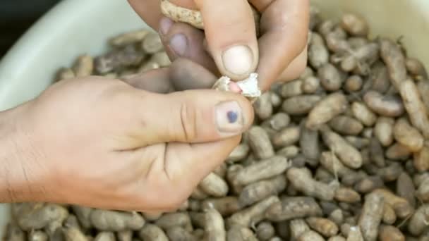 Excavado de la tierra cacahuetes en una cáscara. Las manos masculinas separan la cáscara de maní de las semillas
. - Imágenes, Vídeo