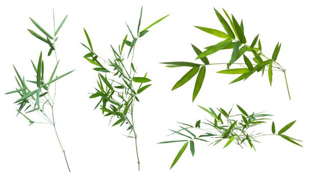 bamboo isolated on white background with clipping path	 - Photo, Image