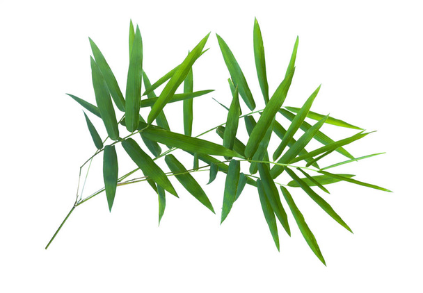 bamboo isolated on gray background with clipping path	 - Photo, Image