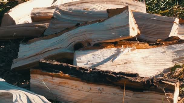 Порубленные дрова лежат на земле
 - Кадры, видео