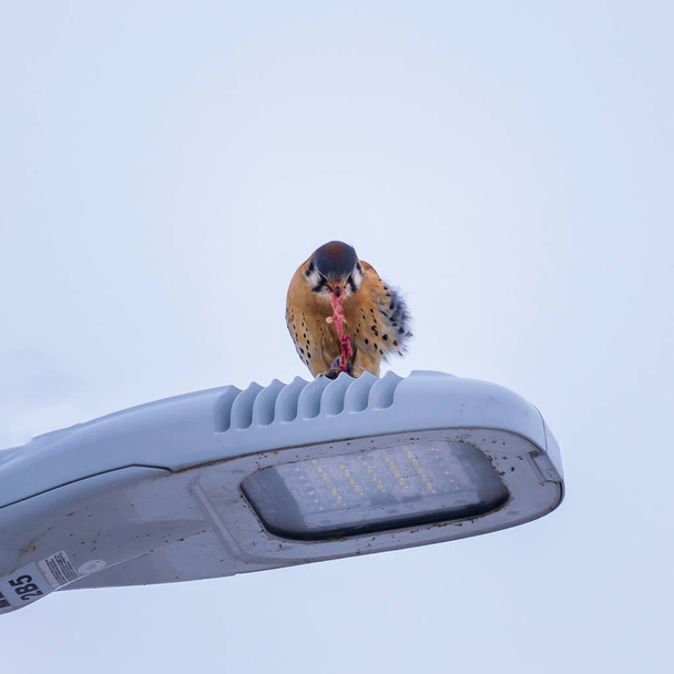 An American Kestrel teraing apart a vole on top of a lamppost in Ontario, Canada - Photo, Image