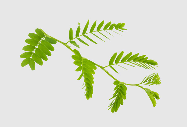 Tamarind leaves isolated on gray background with clipping path. - Fotó, kép