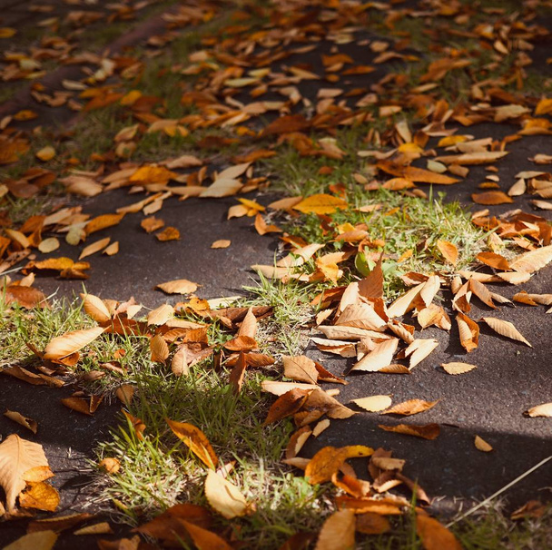 Coreia Outono caído folhas
 - Foto, Imagem