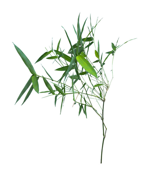 bamboo isolated on gray background with clipping path	 - Photo, Image