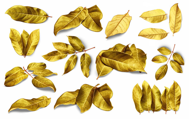 Gold leaves isolated on white background with clipping path. - Φωτογραφία, εικόνα