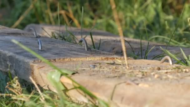 Homme martelant utilisé ongle long dans de vieilles planches
 - Séquence, vidéo