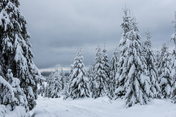 Winter landscape with snow covered fir trees. Christmas postcard concept - Foto, Imagem