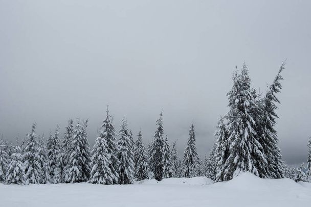 Christmas background, scenic snow covered forest in winter  - Foto, imagen