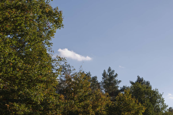 árvores outonais e céu azul em um dia ensolarado
 - Foto, Imagem