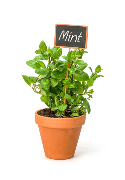 Mint in a clay pot with a wooden label - Photo, Image
