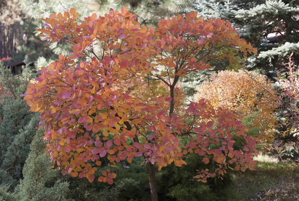 Διακοσμητικό δέντρο με έντονο κόκκινο φύλλα. Φθινόπωρο, Οκτώβριος - Φωτογραφία, εικόνα