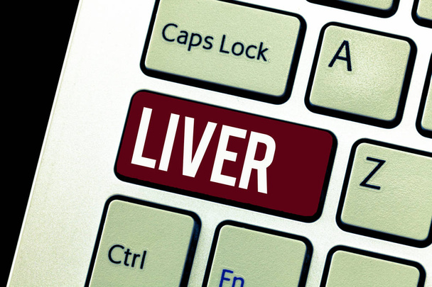 Word writing text Liver. Business concept for Large lobed glandular organ in the abdomen of vertebrates Produce bile - Photo, Image