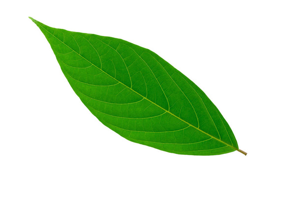 Зеленые листья выделены на белом фоне. - Фото, изображение